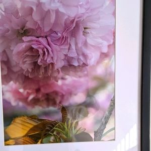 original photo 11x14-in cherry tree blossoms